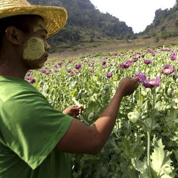 Poppy cultivation reaches peak